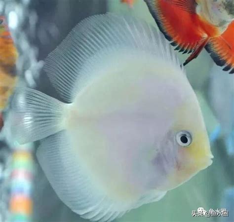 七彩神仙魚吃什麼|七彩神仙魚吃什麼，多久喂一次